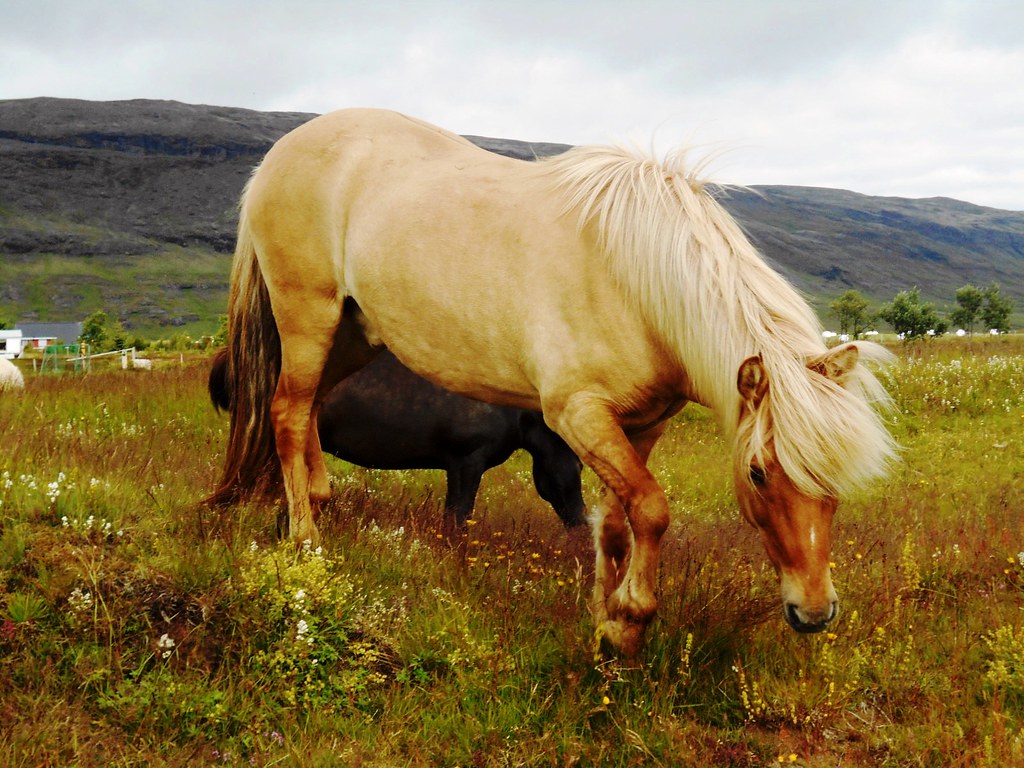 Iceland Horses