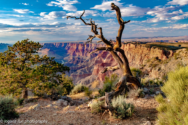 Grand Canyon - lonely tree overlook