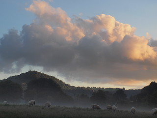 Sheep in the Mist