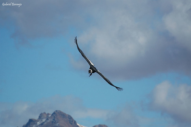 Condor, esencia y símbolo de los Andes - Perú