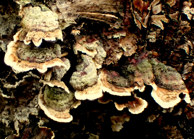4 Bracket Fungi