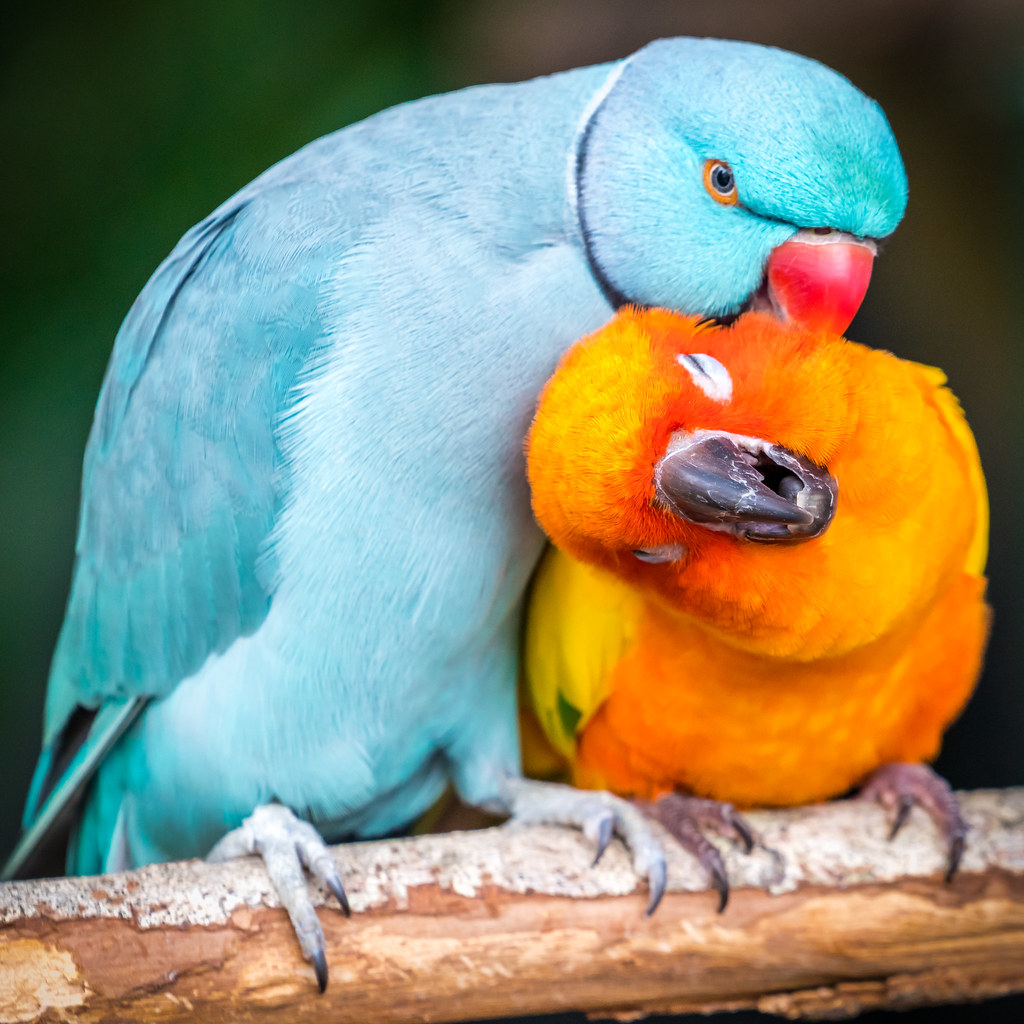 Exploring the Enchanting World of Conure Birds: colorful conure birds