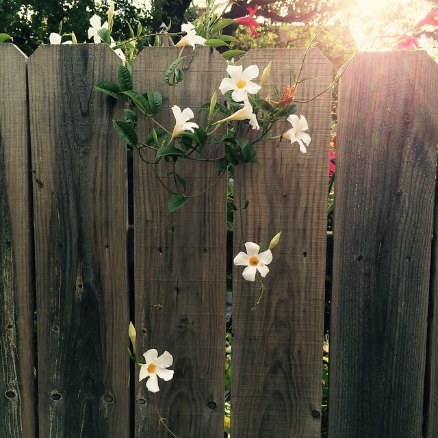 Flowers hanging over fence, Oak Park alley near Ridgeland CTA station