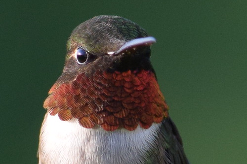 Ruby Throated Hummingbird | by mattwastler