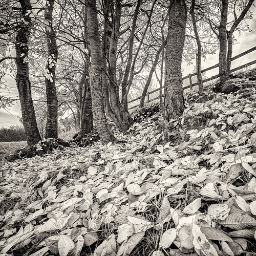 Neglected Autumn by claustral, An image from a couple of years ago that got missed on Flickr.
A single frame tone-mapped in Photoma