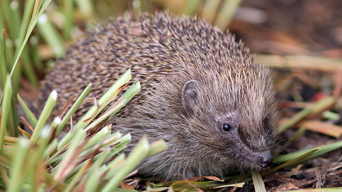 Hedgehog | by NickWakeling