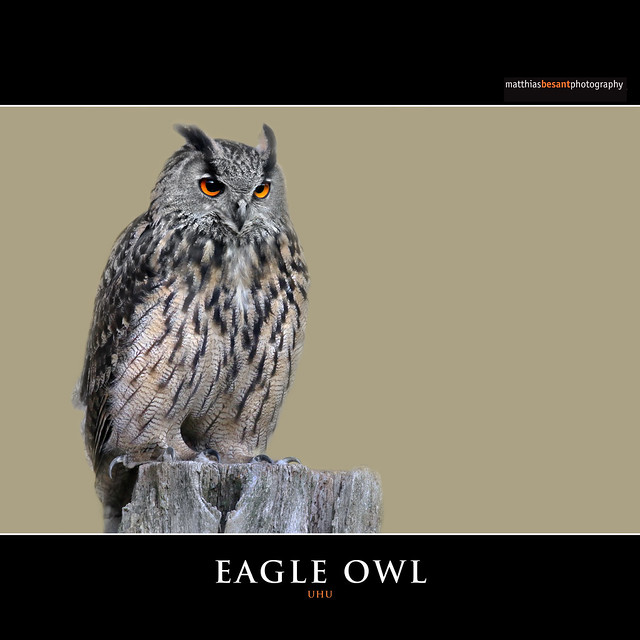 EAGLE OWL