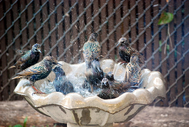 European Starling Bath Frenzy