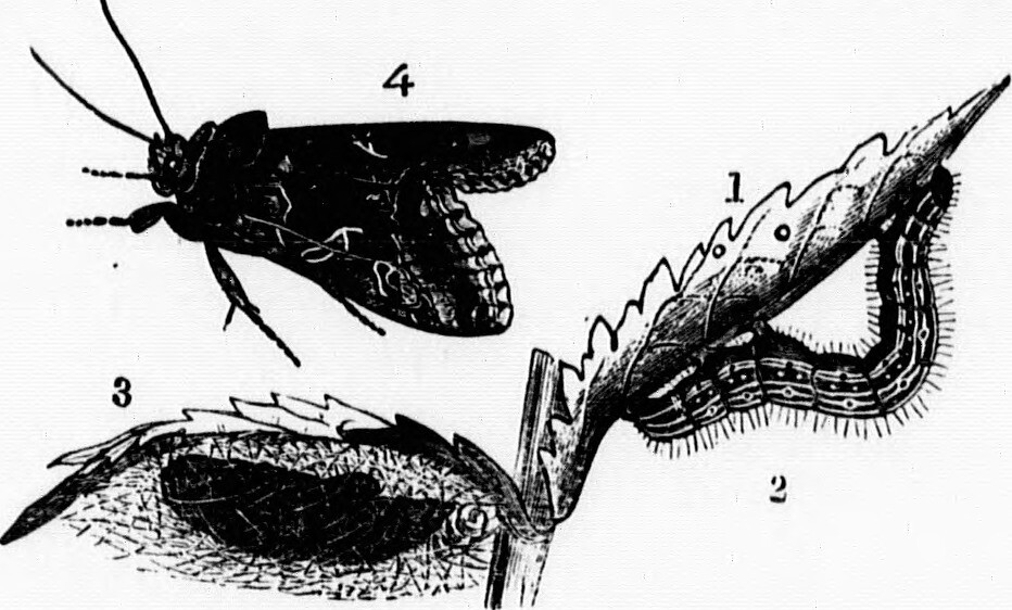 Fissures Insect Image from page 38 of