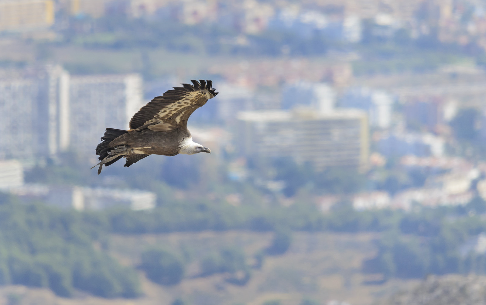 Drepnea Aves | Flickr