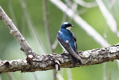 bird animal swallow treeswallow tachycinetabicolor graysonlakestatepark