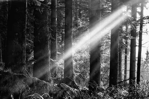 bw de deutschland licht pflanzen sw wald bäume schwarzwald wanderung badenwürttemberg lichtstrahlen anlässe loffenau