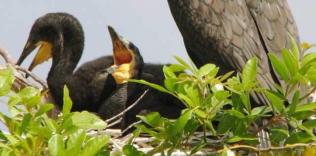 3S5X5975  Cormorant Chicks