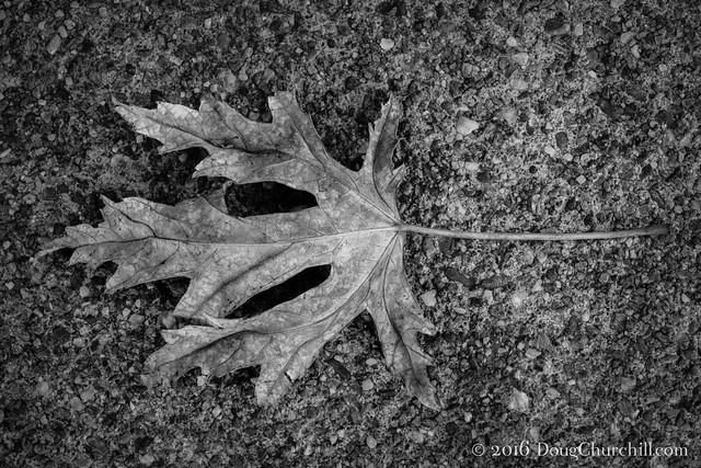 334•366 • 30 November 2016 • dry leaf on concrete…