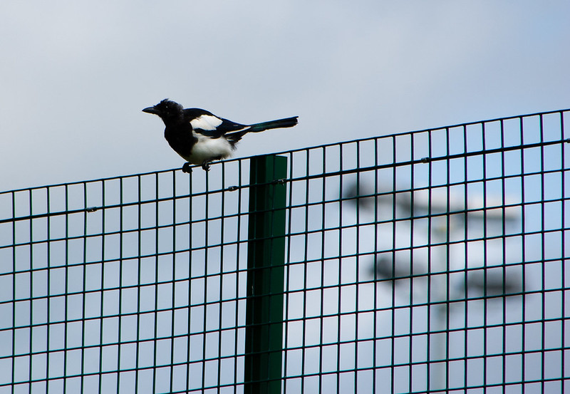 Young magpie, sitting on the fence