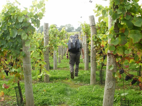 Through the vineyard OLYMPUS DIGITAL CAMERA 