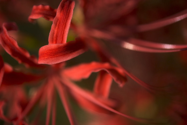 Spider Red Lily