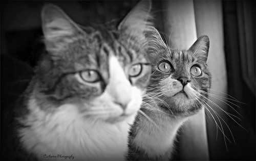 les chats | by Une femme ...