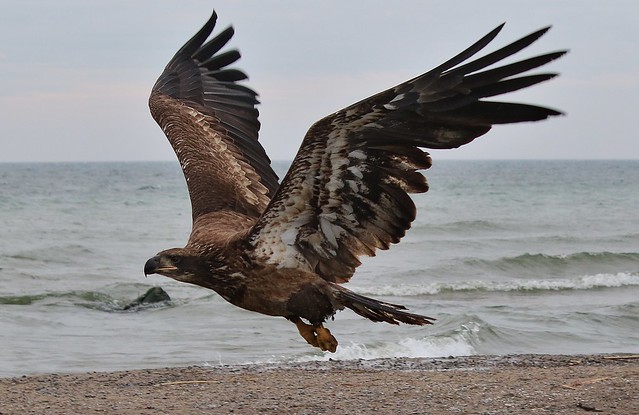 Juvenile Bald Eagle   ...   Pickering, Ontario