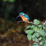 Kingfisher in full color