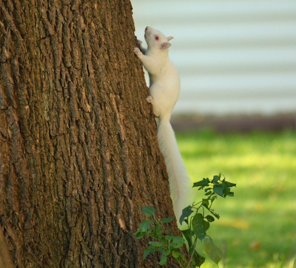 Saturday Morning Albino Squirrel (Explore)