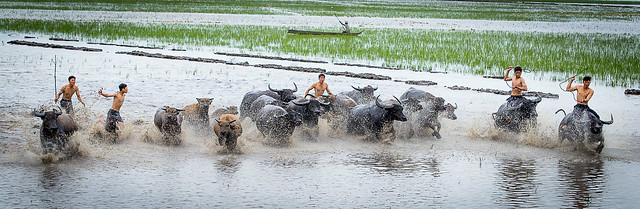 Herded buffalo season! in Vietnamese: Mùa Len Trâu
