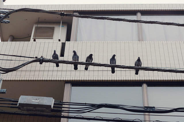 近所の鳩たちに挨拶