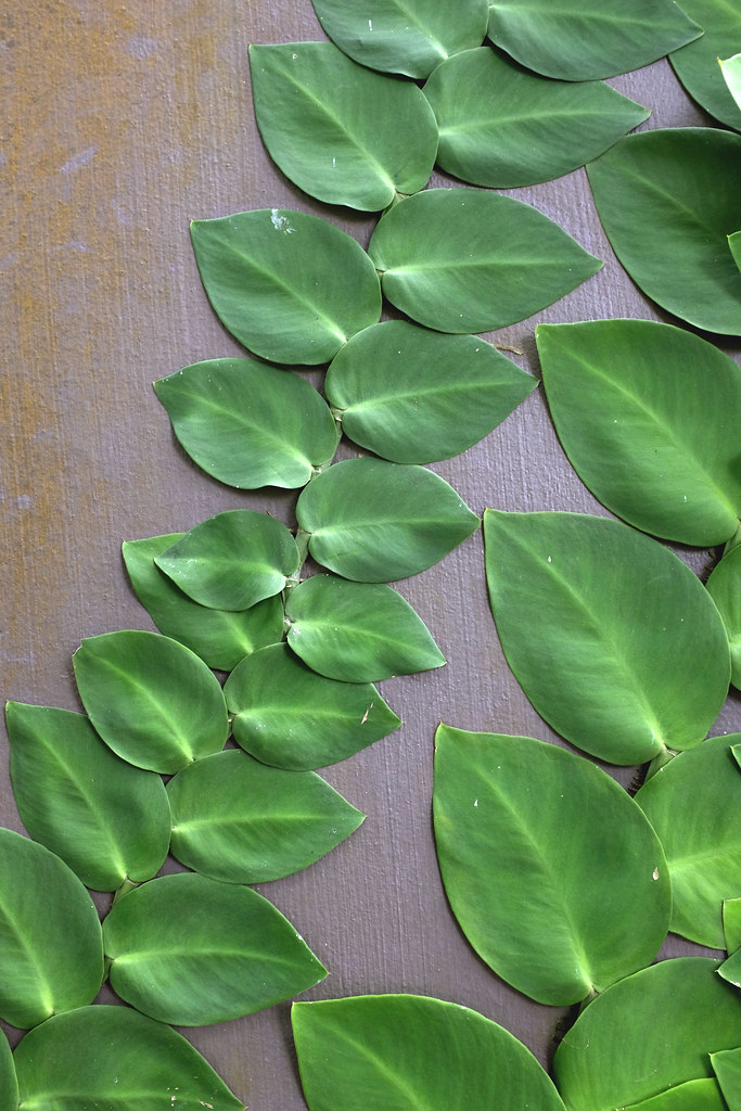 Shingle plant rhaphidophora cryptantha | Wall climber, genus… | Flickr