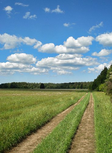 field поле lauks latvija latvia латвия grass track дорога трава