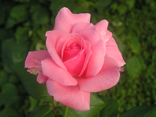 Pink Rose - 08092015 | JeromeG111 | Flickr