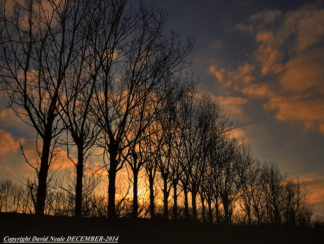 Sunset Trees - Lower Halstow