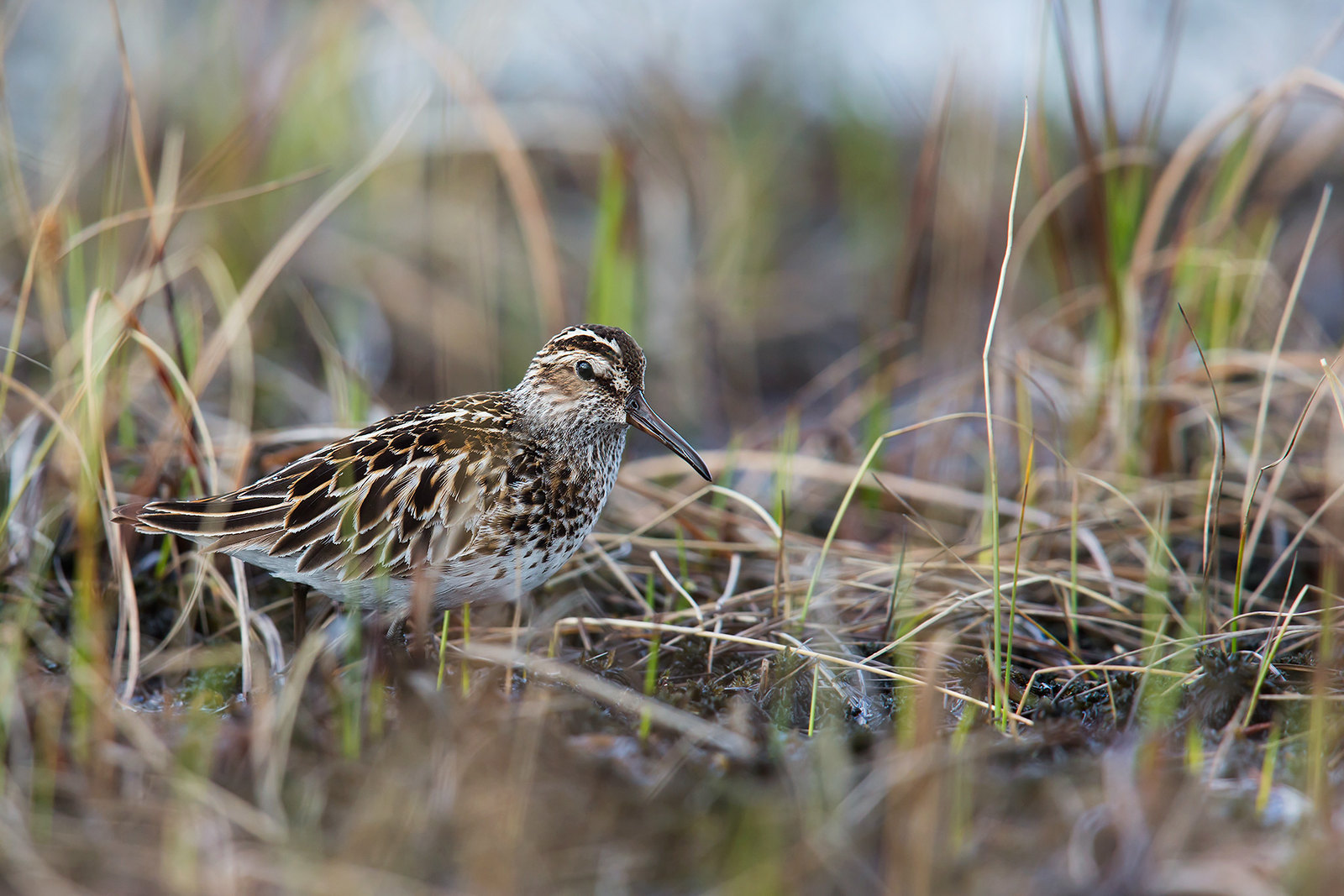 Calidris falcinellus | Broad-billed Sandpiper | myrsnäppa