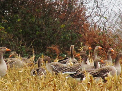 December 5, 2015: Balcombe Circular Geese grouped togeher in a field, avoiding bloodsport bird killers perhaps.