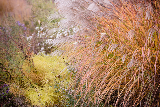 Miscanthus sinensis 'Beth Chatto' in autumn colors