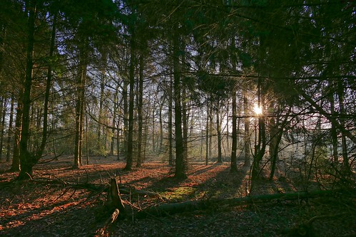 eindhoven wasven forest bos winter licht light natuur nature