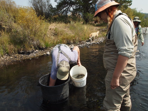 TU Little Truckee River Field Day | by irishpunk59