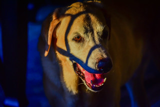Cody (Yellow Lab) in the Sunset light and shadows