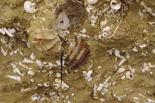 Discover some relics like these pictured at York River State Park in Virginia