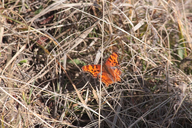 IMG_3681 - Olympic National Park - Hurricane Ridge - late season Ruddy Copper butterfly