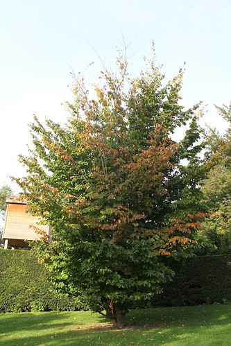 Parrotia persica - arbre de fer 21515485163_e32f175ee2