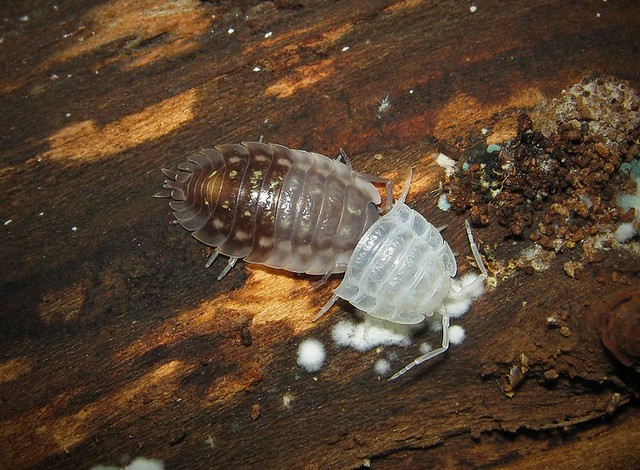 Molting Sow Bug