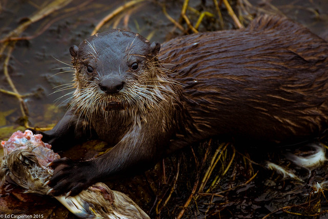 River Otter