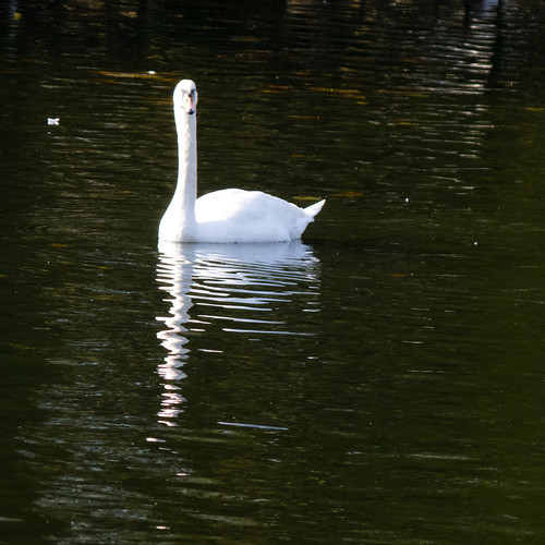 Swans on a lake, sunny morning