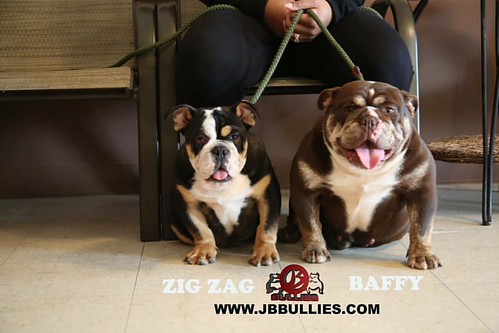 Mother & son (#zigzag 6 months old) #baffy & #ZigZag #fallout4 # #eathealthy #jaiybradie #jbbullies #vetransday #englishbulldog #puppytraining #bulldogsofinstagram #americanbullies #pitbulls #theworldofbullies #puppypics #cutepuppy #igbulldogs_worldwide # | by jaiy.bradie
