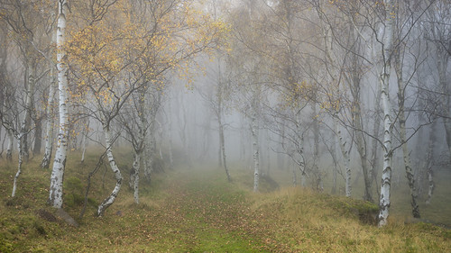 Silver Birch in Autumn mist | by Keartona