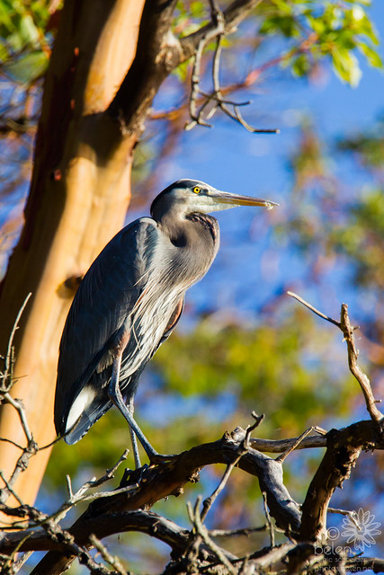 Shoreline Sentinel (Great Blue Heron)