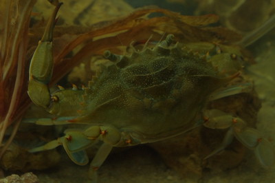 A blue crab sits in a fish tank. 