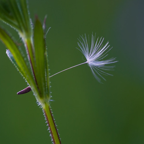 single white | by christinaobermaier
