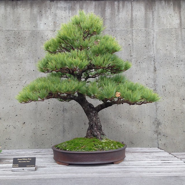 Dwarf White Pine: Bonsai