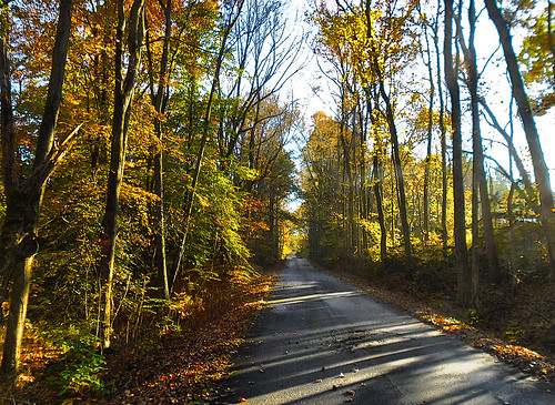 road autumn trees fall beautiful forest landscape virginia woodlands outdoor fallcolors foliage va serene kinggeorgecounty